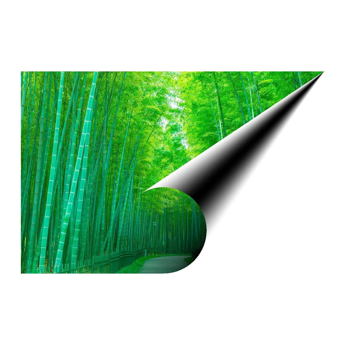 Bamboo Forest Pathway Landscape Giclée Print 32658 Visual Wall Art