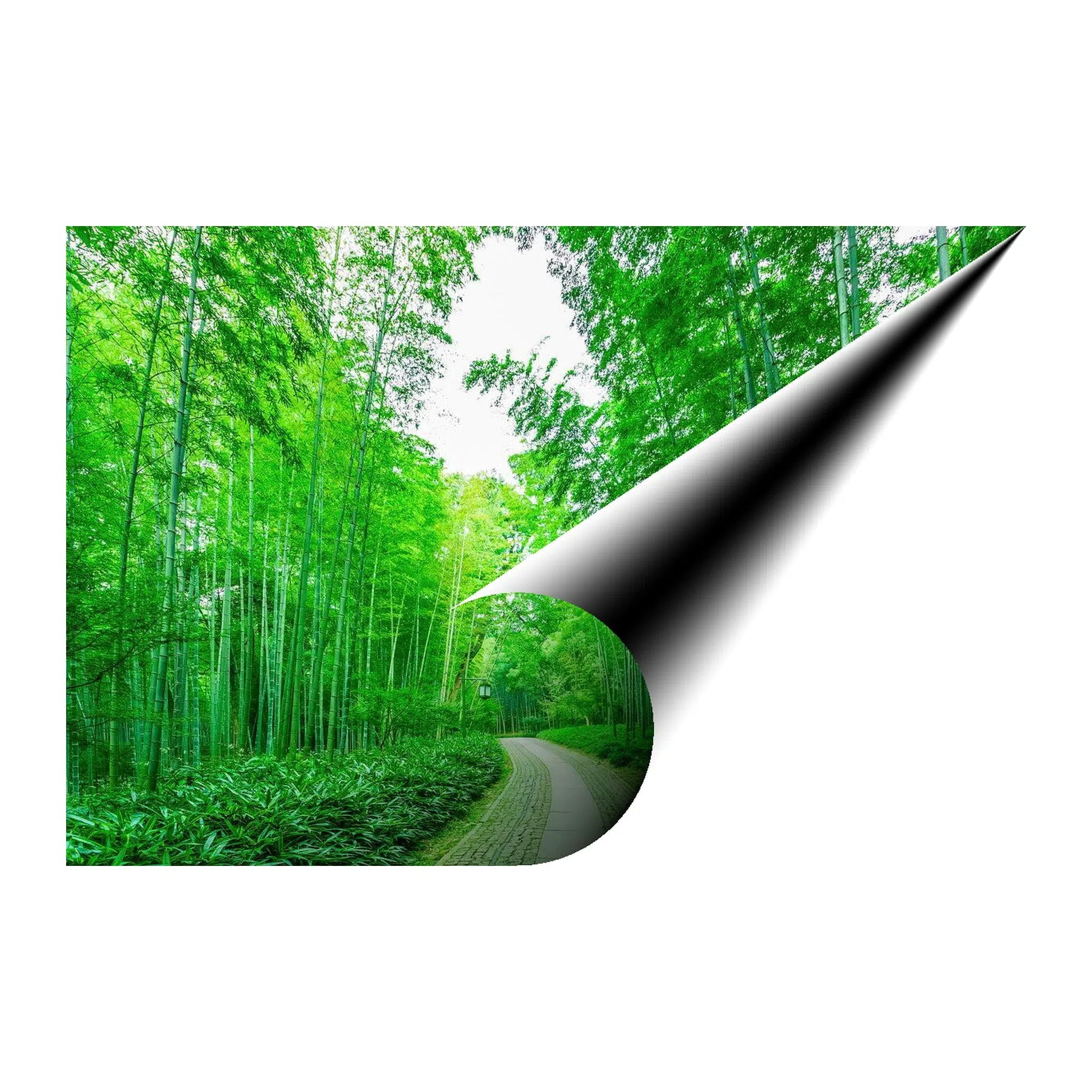 Lush Greenery Pathway Landscape Giclée Print 32645 Giclée Fine Art Matte Paper Print Visual Wall Art
