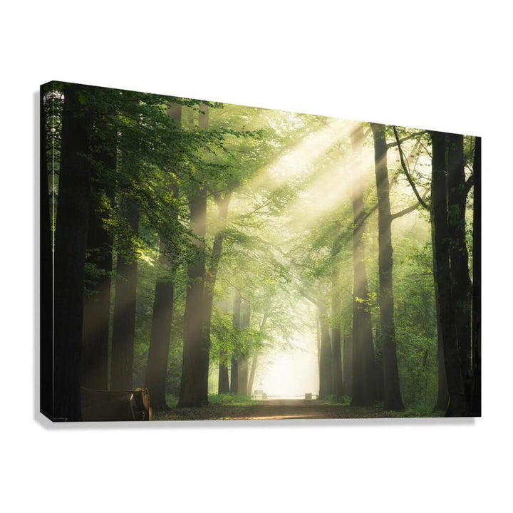 Sunlit Forest Pathway Landscape Giclée Print 32654 Giclée Stretched Canvas Print Visual Wall Art