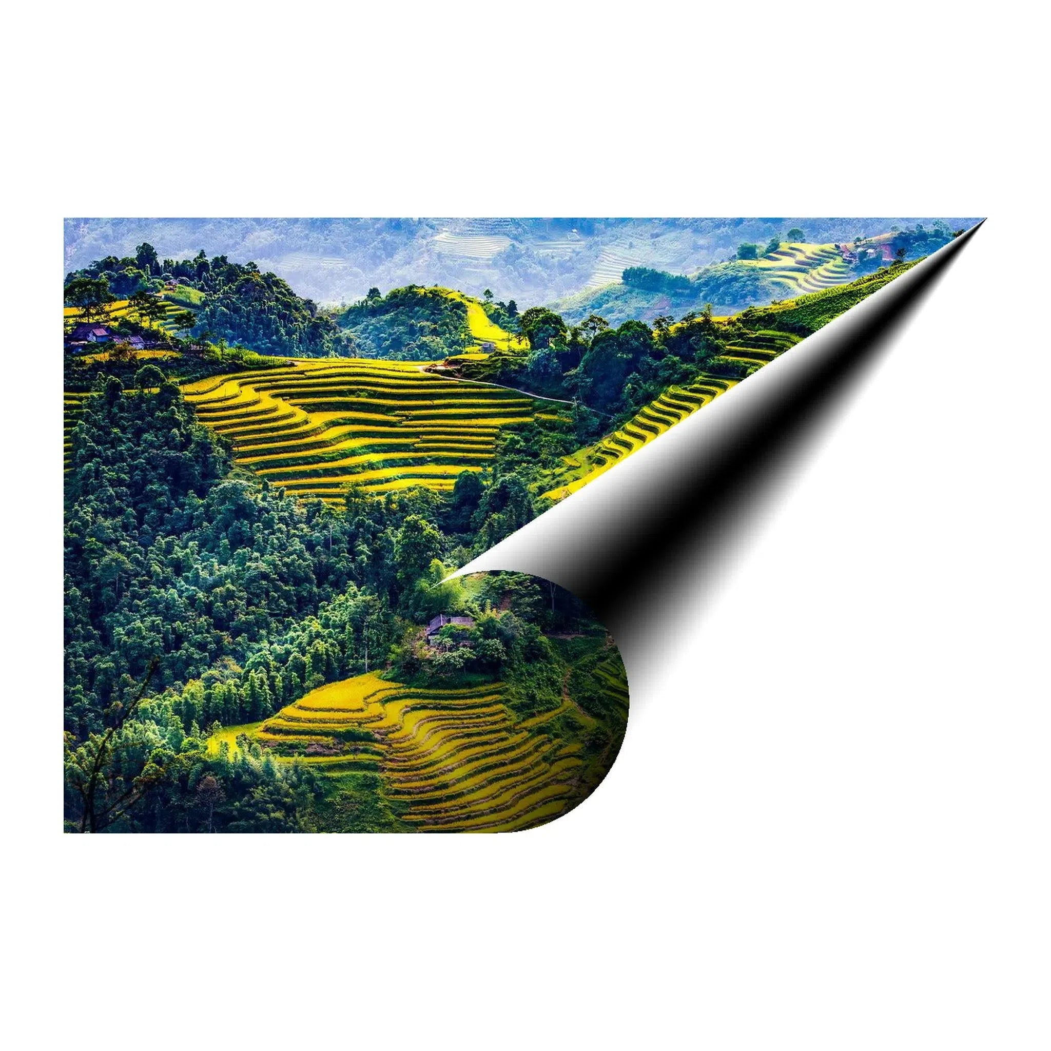 Golden Terraced Fields Landscape Giclée Print 32640 Visual Wall Art