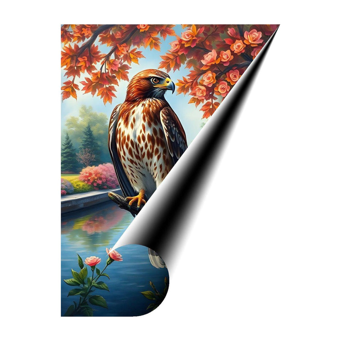 Chickenhawk Red Tailed Hawk, Bird Art Print 34227 Giclee Rolled Canvas Print Visual Wall Art