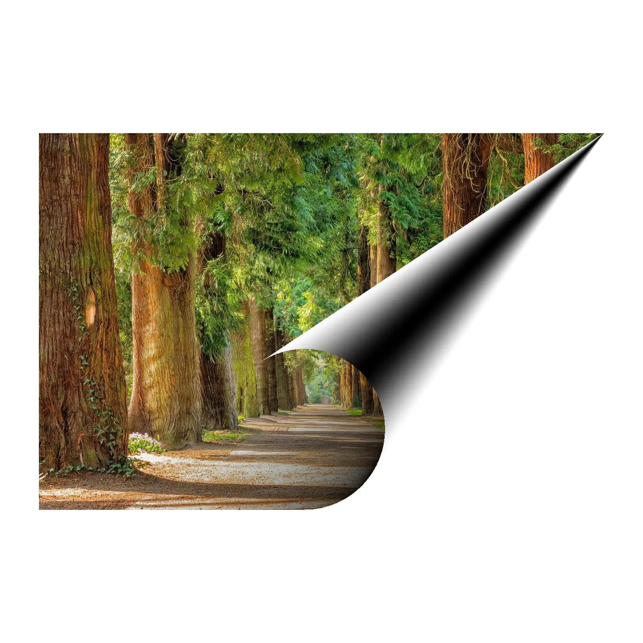 Redwood Pathway Landscape Giclée Print 32653 Visual Wall Art